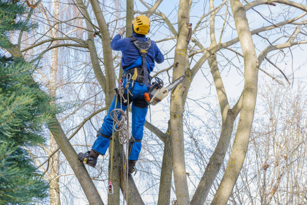 Trusted St Augustine Shores, FL Tree Services Experts