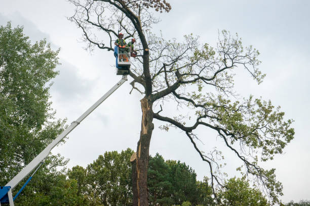 Best Hazardous Tree Removal  in St Augustine Shores, FL